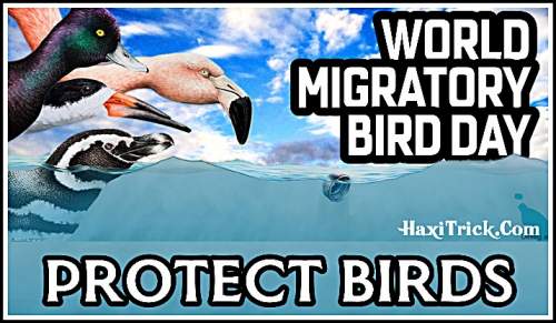 World Migratory Birds Day