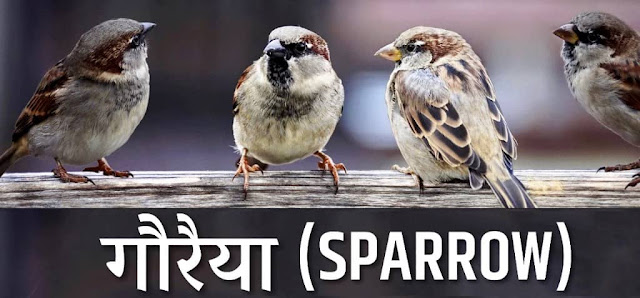 Sparrow - Gauraiya